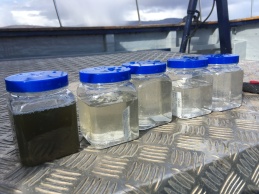Five samples from different depths. The deepest is on the right, shallowest on the left.
